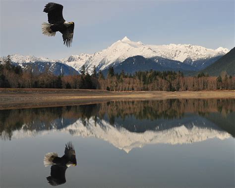 Moskovita Skagit River Bald Eagle Photography