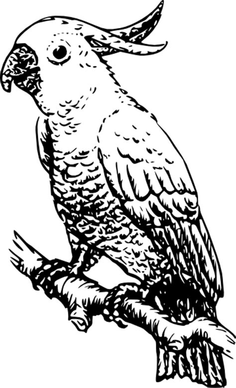 Parrot Black And White Clipart