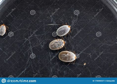 Flea eggs are small and have a whitish color. Dog Ticks And Flea Under Microscope For Study In ...