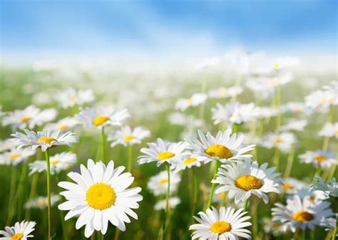 Field Of Summer Flowers — Stock Photo © Iakov 7295951