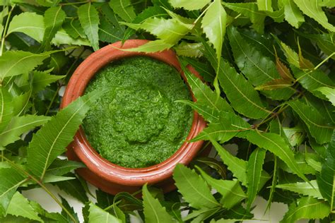 Neem Leaves Benefits A Detailed Look At Some Uses Of This Healing Herb