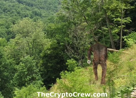 More Reports Of Bigfoot ~ The Crypto Crew
