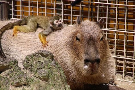 Animals Sitting On Capybaras