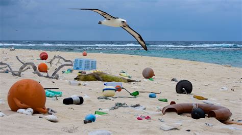 Ocean Plastic Adds To Sea Turtle Marine Mammal Deaths