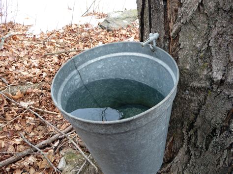 The second maple syrup bucket is practically on the opposite side of weeping woods. Liquid Riot Bottling Co. | Brewing with maple sap