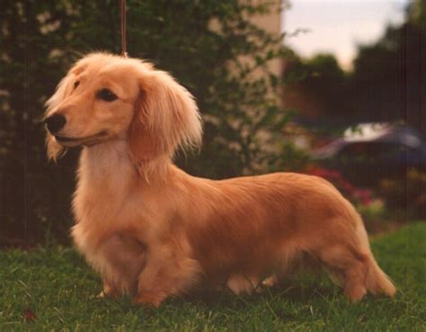 20 Long Haired Miniature Dachshund Facts Thatll Impress You