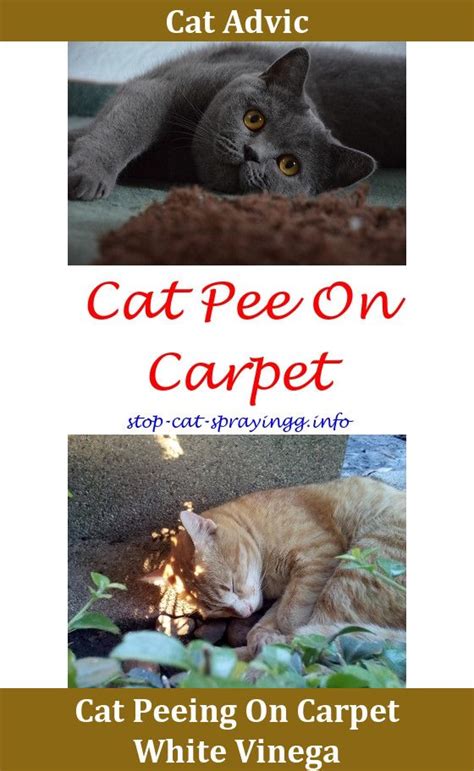 Some neutered or spayed cats will exhibit behaviors that appear sexual, like humping. Cat Spray Life | Cat pee, Male cat spraying, Cats
