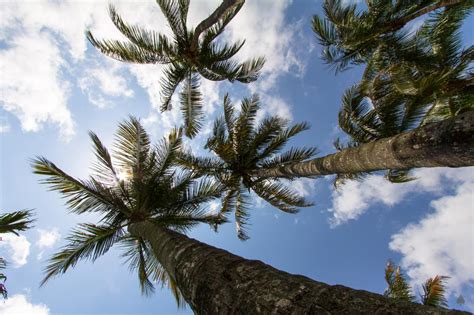 Wallpaper Palm Trees Branches Bottom View Sky Tropics Hd