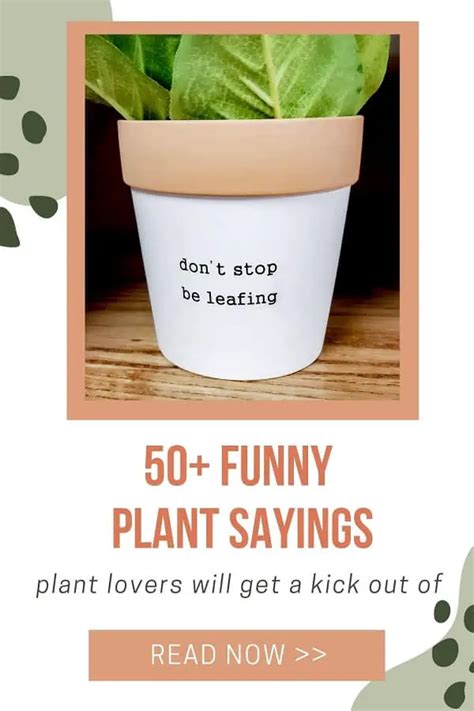 50 Cute Funny Plant Sayings For Every Occasion Plantiful Interiors