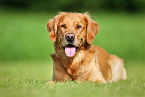 Tips to minimize shedding in dogs. Can You Get Short Haired Golden Retrievers? (The Truth ...