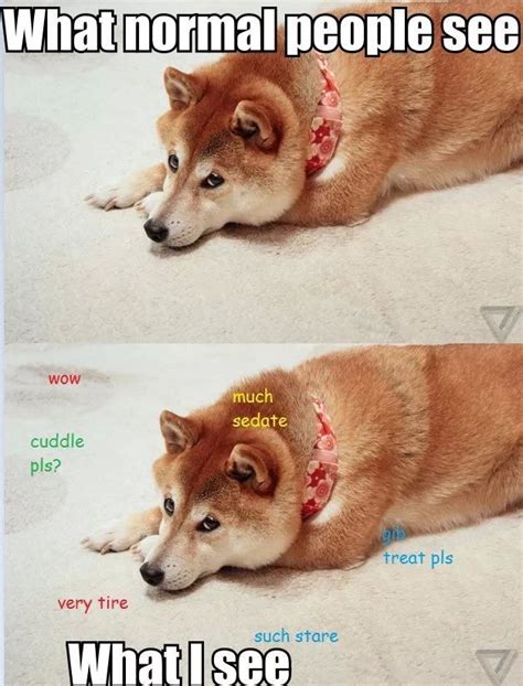678 Best Wow Doge Images On Pinterest Funny Stuff Memes Humour And