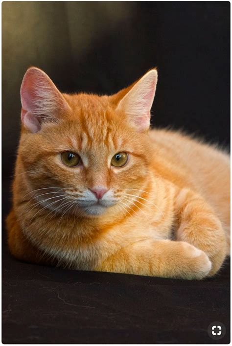 Pin By Светлана On Котики Orange Tabby Cats Beautiful Cats Orange Cats
