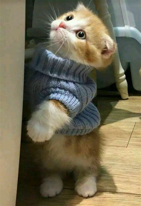 Cute Kitten Wearing A Blue Sweater Cats And Kittens Kittens Cutest
