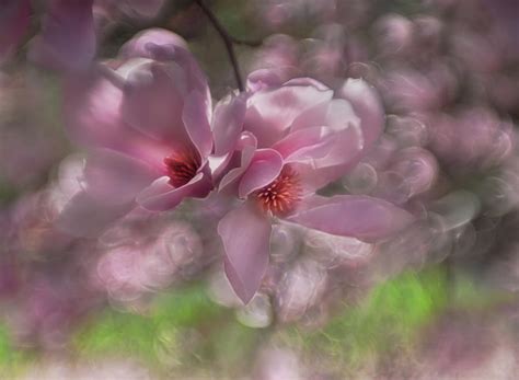 Pink Magnolias Photograph By Sylvia Goldkranz Fine Art America