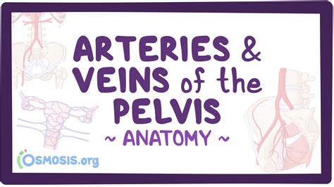 Arteries And Veins Of The Pelvis Video Explanation Osmosis