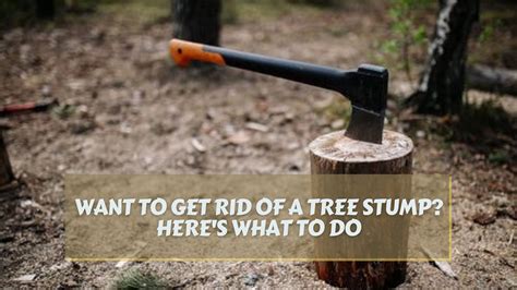 Want To Get Rid Of A Tree Stump Heres What To Do Gardens Nursery