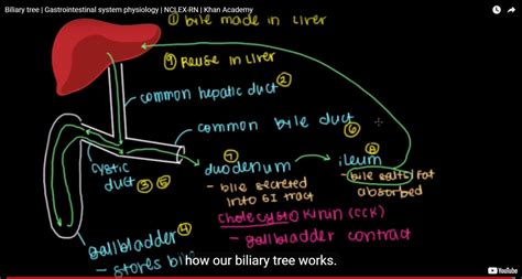 Biliary Tree Bile Duct Anatomy