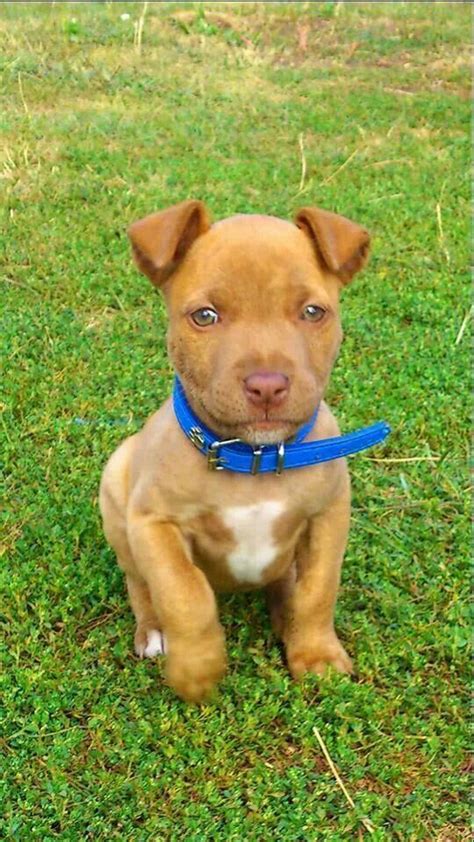 Beautiful Rednose Puppy Pitbull Terrier Red Nose Pitbull Puppies