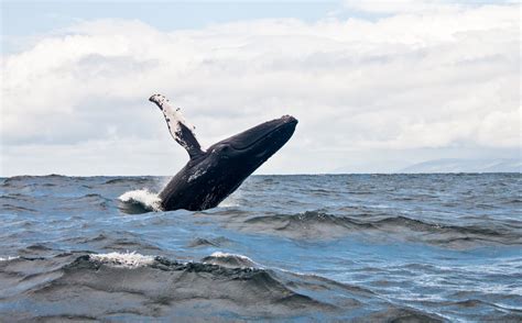 7 Top Places For The Best Whale Watching In Maine New England With Love