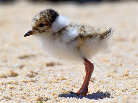 Chicks on the Beach | The Friends of the Heysen Trail