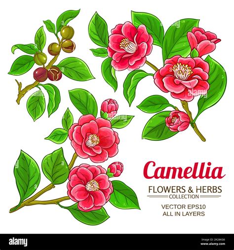Camellia Branches Vector Set On White Background Stock Photo Alamy