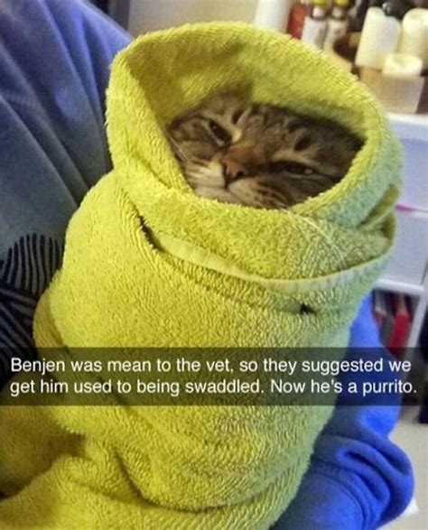 ‘cats On Catnip 50 Funny And Relatable Cat Memes That Show Why The