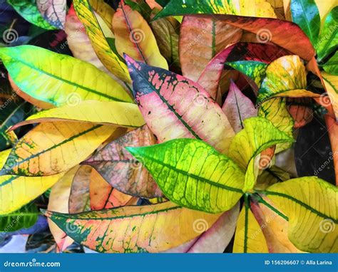 Croton Leaves Texture Backgroundgreen And Pink And Purple And Yellow