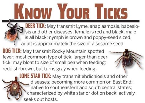 What Do Deer Ticks Eat Whatodi