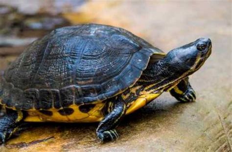 First, a cat may have a urinary tract infection. How Long Can a Turtle Go Without Eating? - turtleexpert.com