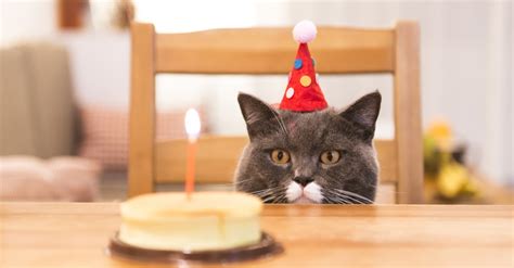 Funny Birthday Cat Pictures For Women