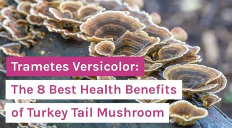 trametes versicolor the 8 best health benefits of turkey tail mushroom organixx