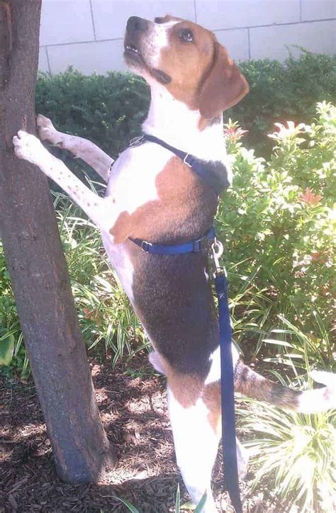 Treeing Walker Coonhound Price And Cost Important Tips