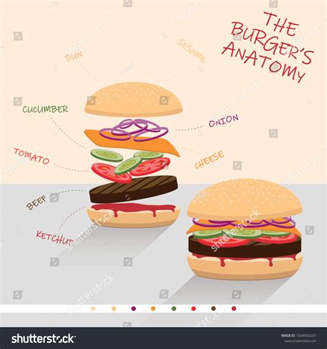 Burgers Anatomy Illustration Concept Stock Vector Royalty Free