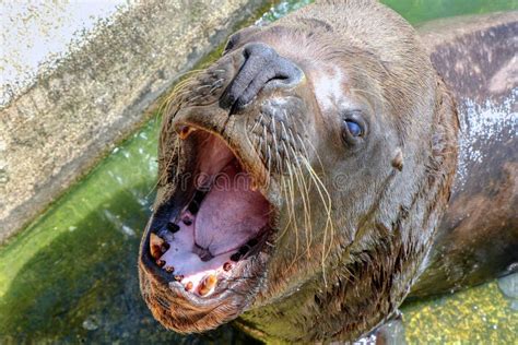 Portrait Of A Sea Lion With His Mouth Open Stock Photo Image Of Brown