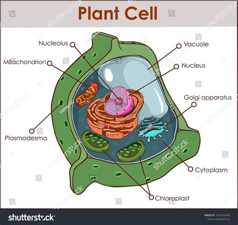 Cell Membrane Plant Cell Diagram