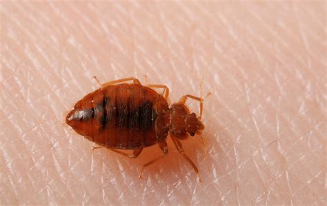 fleas and bed bugs control eco pest
