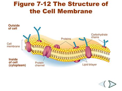 How Many Layers In Cell Membrane Labeled Functions And Diagram