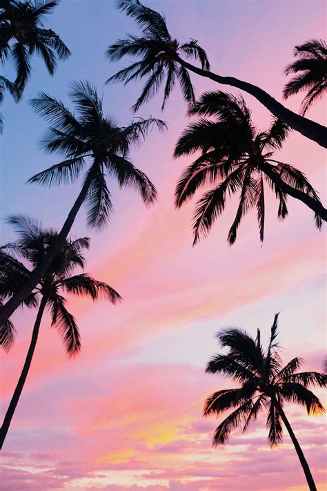Ocean Sunset Palm Trees