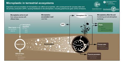Impact Of Microplastic In Soil On The Ecosystem Research Is Entering A