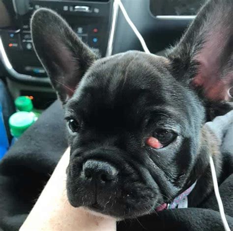 French Bulldog Cherry Eye Explained What Is It And How To Treat It