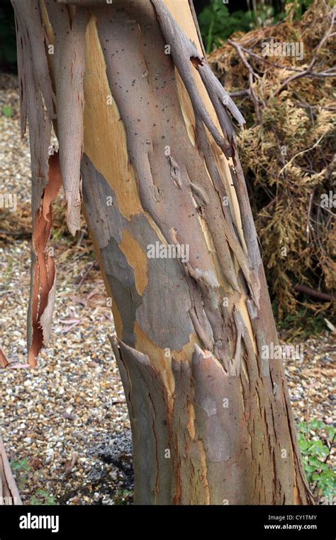 Peeling Bark Of Eucalyptus Tree In Garden England Stock Photo Alamy