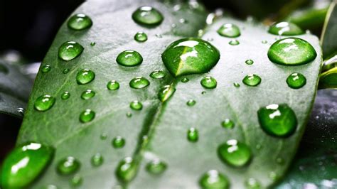 Closeup View Of Green Leaf With Water Drops Hd Nature Wallpapers Hd