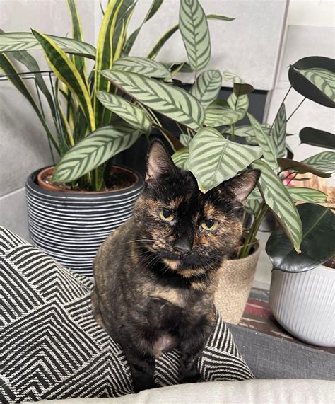 Sophie Loves Decorative Pillows Rcatsandplants