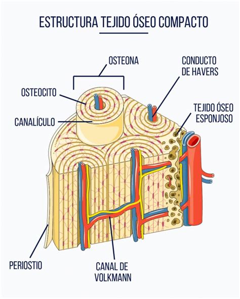 Anatomía Del Esqueleto Humano Cosas De Enfermeria Histología
