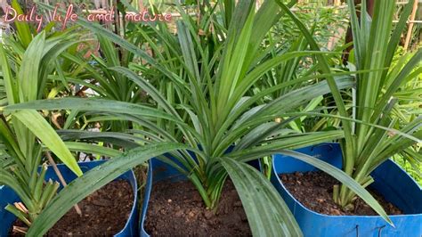 How To Grow Pandan Leaves What To Do With A Pandan Plant House Of