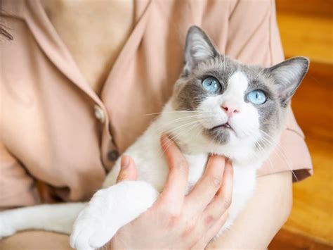9 Friendliest Cat Breeds Great Pet Care