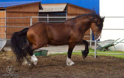 Worlds Most Beautiful Horse Breeds From Around The World Most