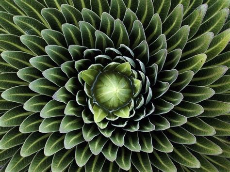 25 Stunning Photographs Of Sacred Geometry In Nature