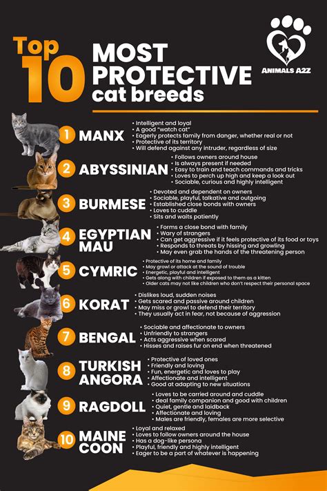Top 10 Most Protective Cat Breeds Cat Facts Cat Facts Cat Breeds
