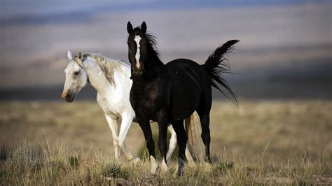 Tablet pc computer with black screen isolated on white background. Black and White Horse 4K Photo | HD Wallpapers